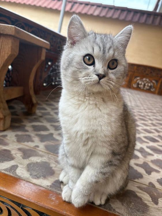 Кошка Серебристая Шиншилла — 3