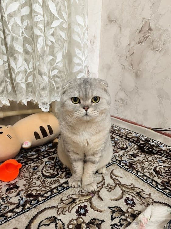 Котята скоттиш фолд — 3