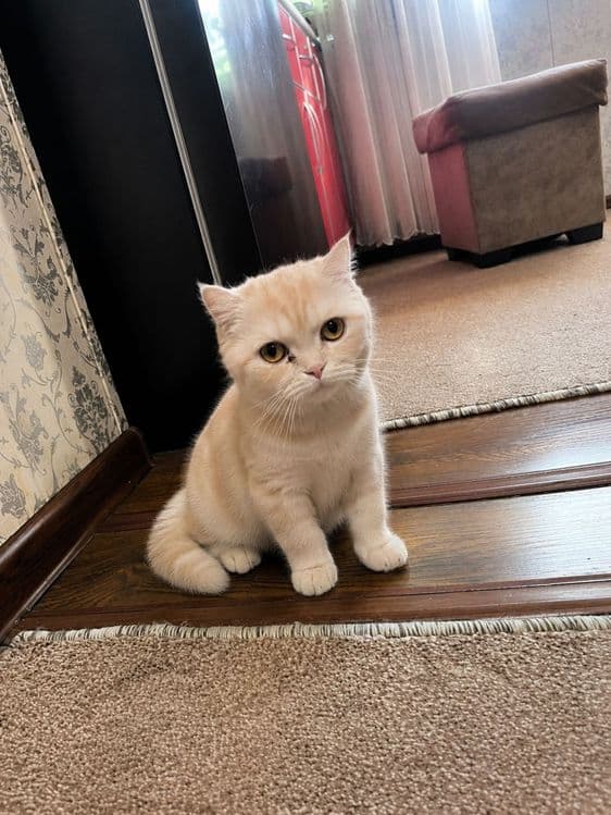 Котята скоттиш фолд — 4