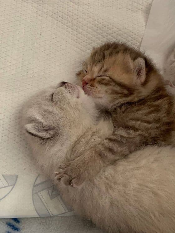 Scottish fold  shinshilla — 2