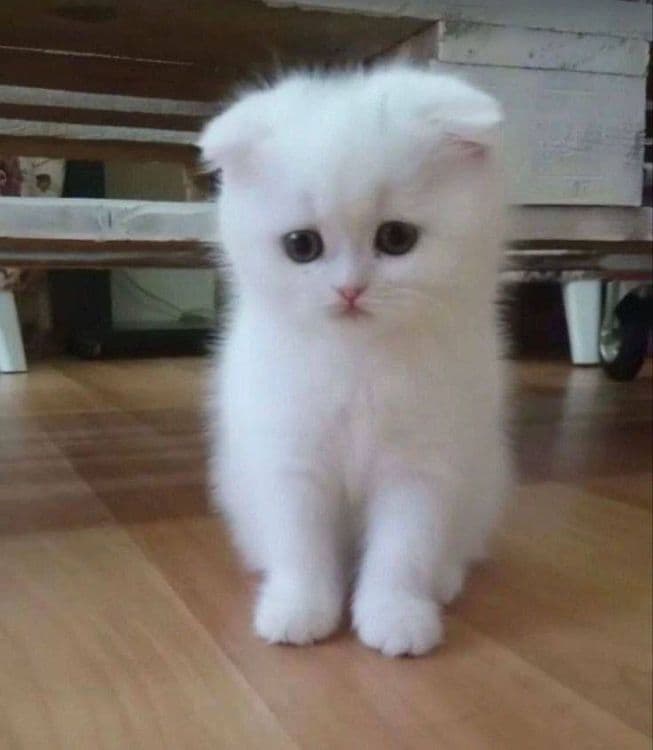 Scottish fold  shinshilla — 3