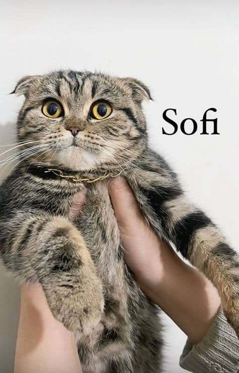 Scottish fold  shinshilla — 4