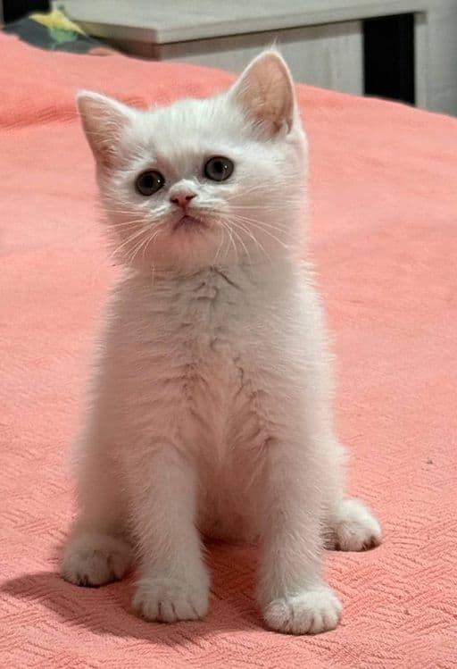 Scottish fold  shinshilla — 5