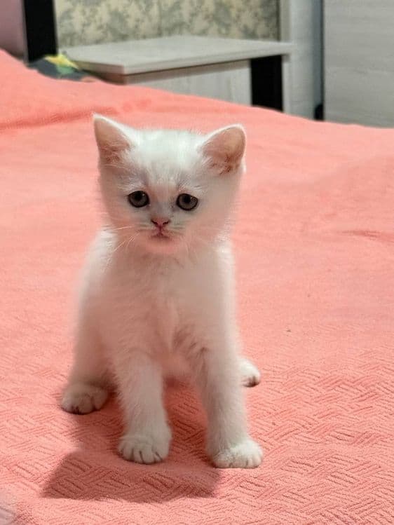 Scottish fold  shinshilla — 6