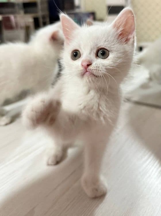 Scottish fold  shinshilla — 7