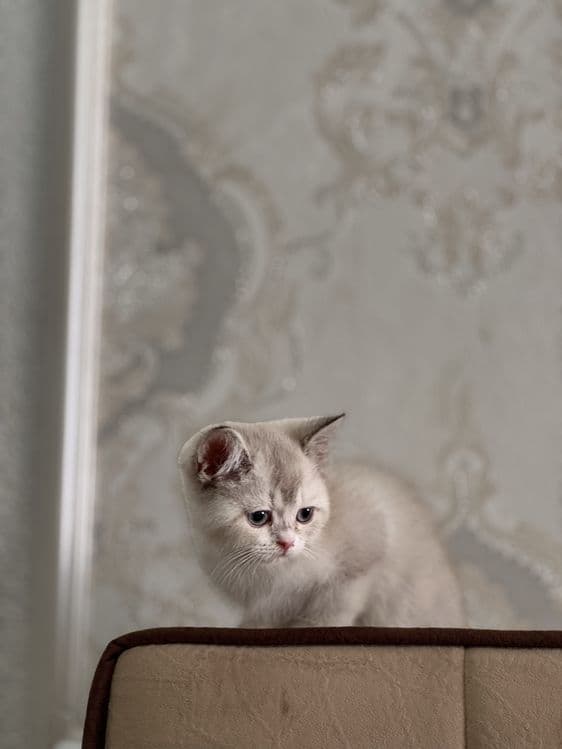 Британская шиншилла blue point. Нежная, спокойная. — 7