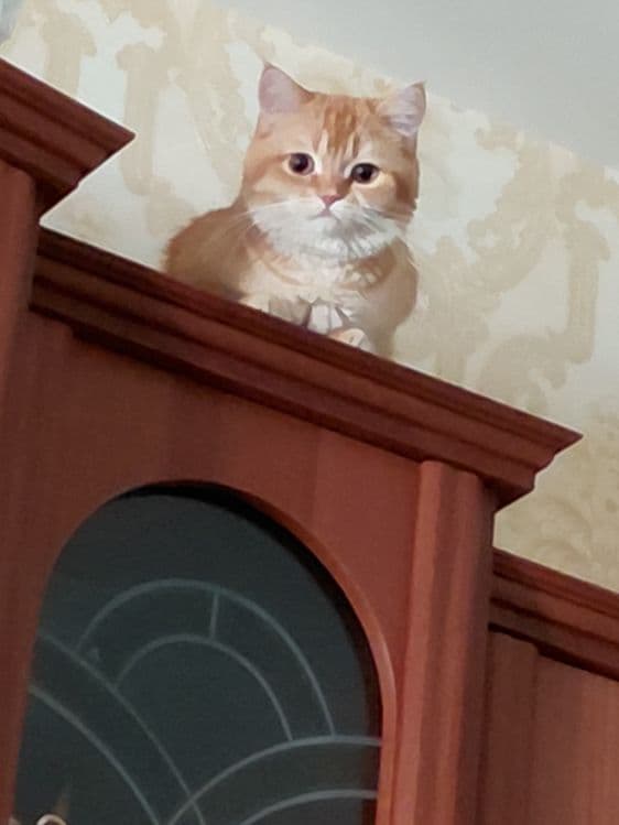 Продаётся шотландский скотиш страйт — 2