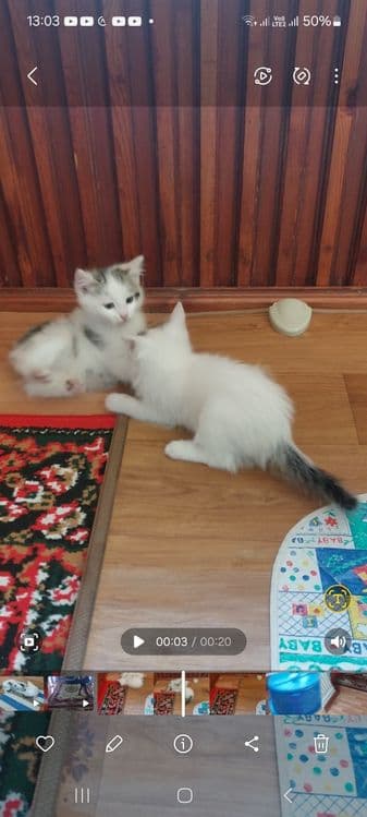 Регдолл американский — 3