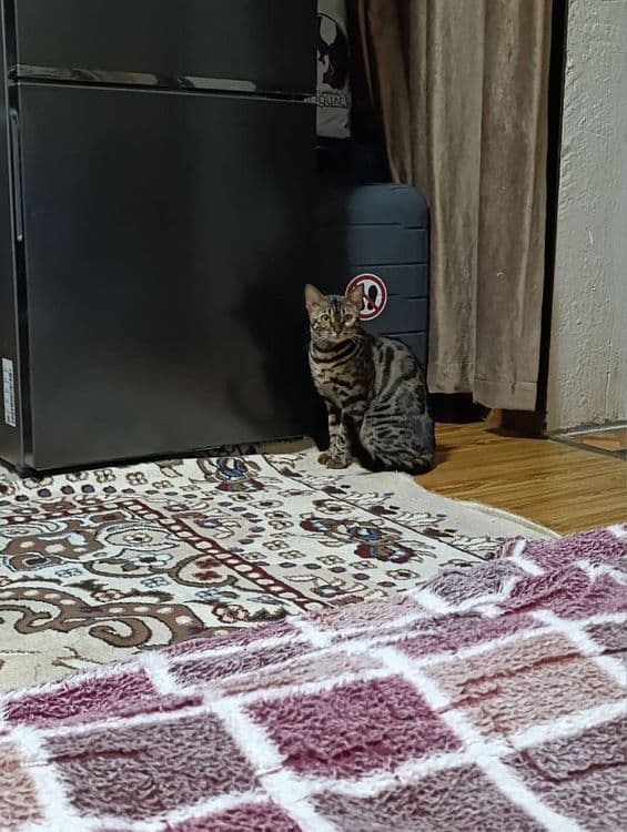 СРОЧНО продается БЕНГАЛЬСКАЯ кошка — 3