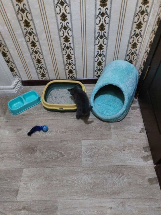 Скоттиш страйт Skottish strayt — 2