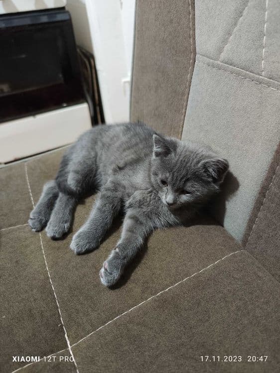 Скоттиш страйт Skottish strayt — 3