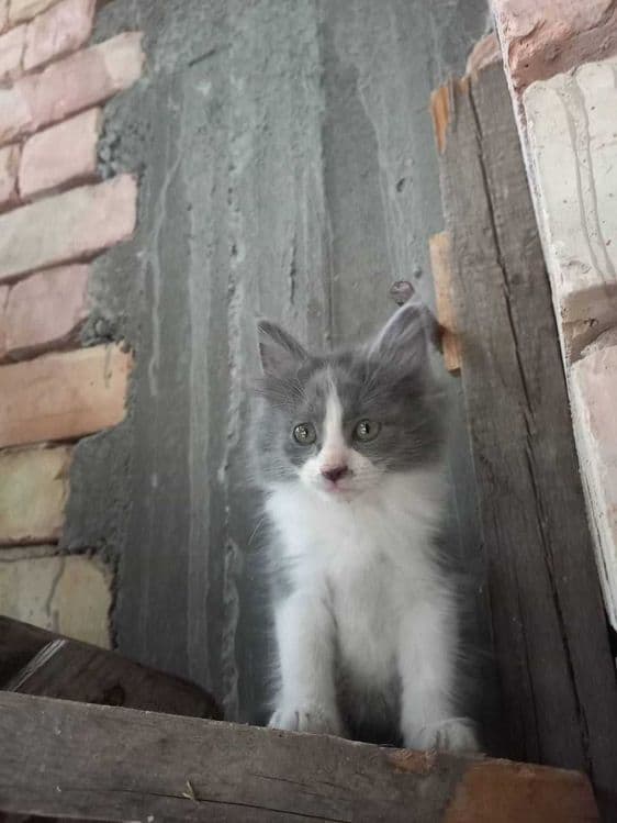 Siamskiy mushu 3 ta bolasi bn — 3