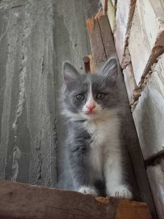 Siamskiy mushu 3 ta bolasi bn — 4