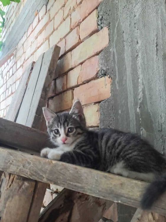 Siamskiy mushu 3 ta bolasi bn — 5