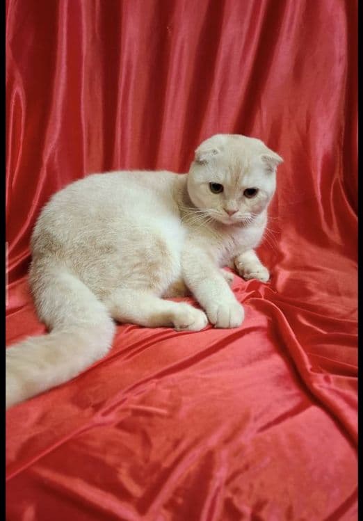 Срочно! Шотландский скоттиш фолд — 2