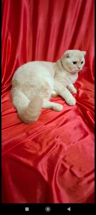 Срочно! Шотландский скоттиш фолд — 3