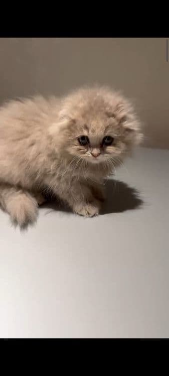 Скотиш фолд сотилади — 1
