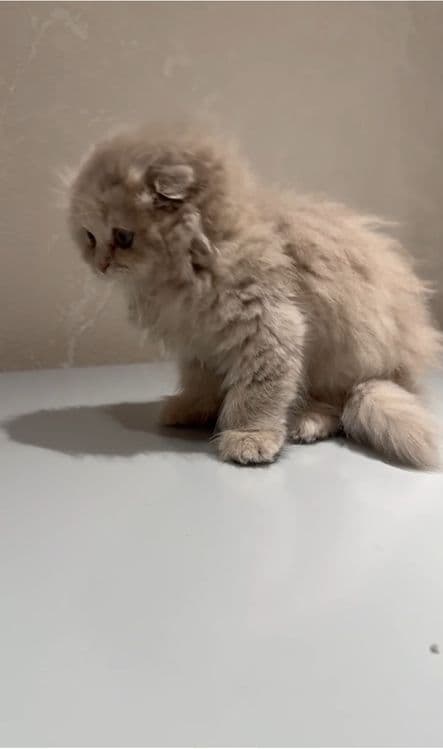 Скотиш фолд сотилади — 2