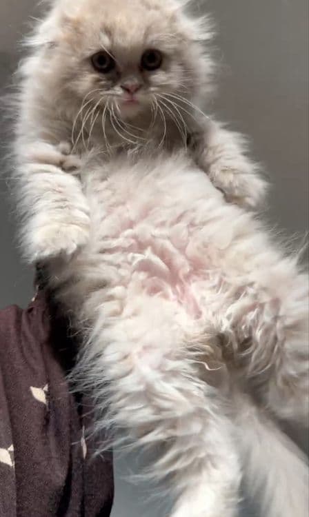 Скотиш фолд сотилади — 3