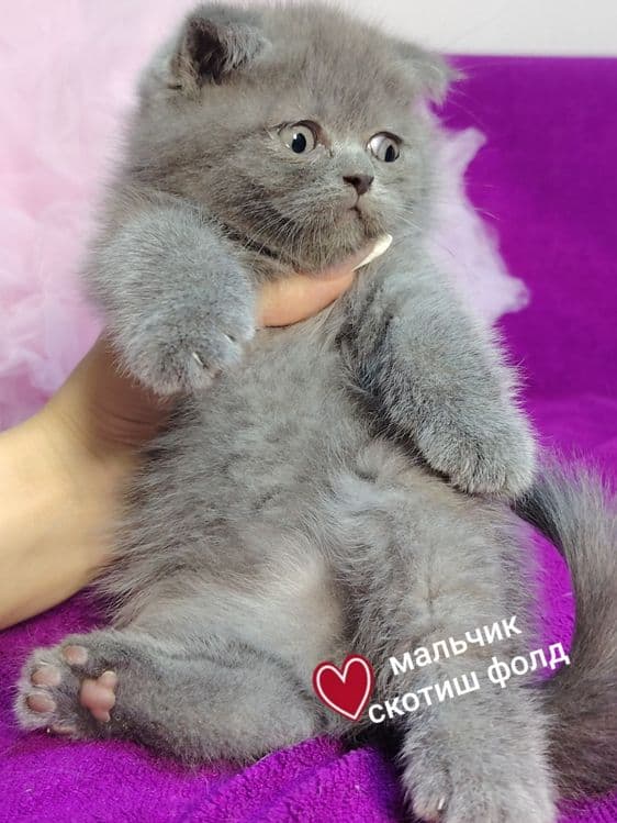 Мальчик скоттиш фолд голубого окраса — 3