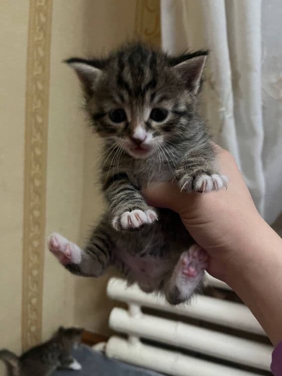 Продается Котята — 2