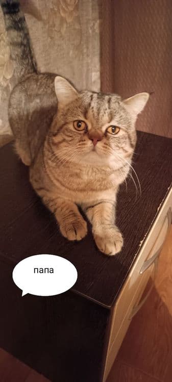 Продаются котята — 2