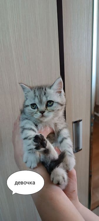 Продаются котята — 3