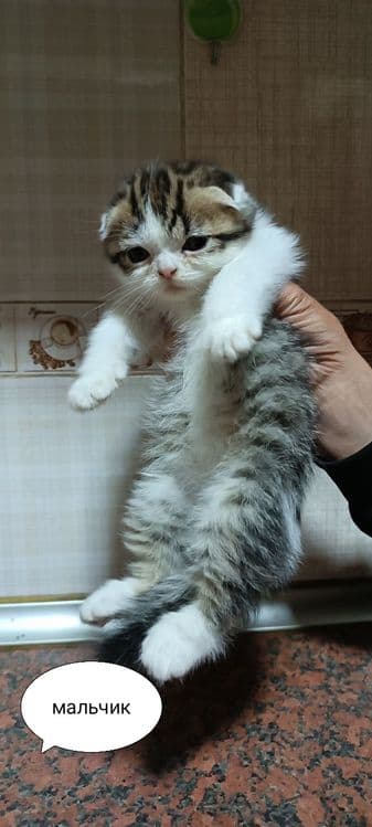 Продаются котята — 4