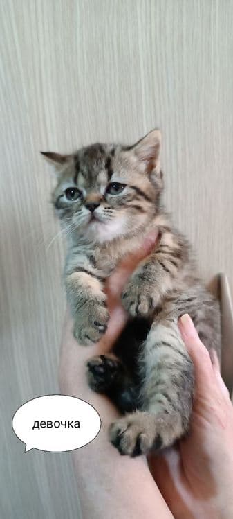 Продаются котята — 5