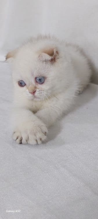 Продаются  котята  фолды  и страйты мальчики и девочки уже  все  знают — 3