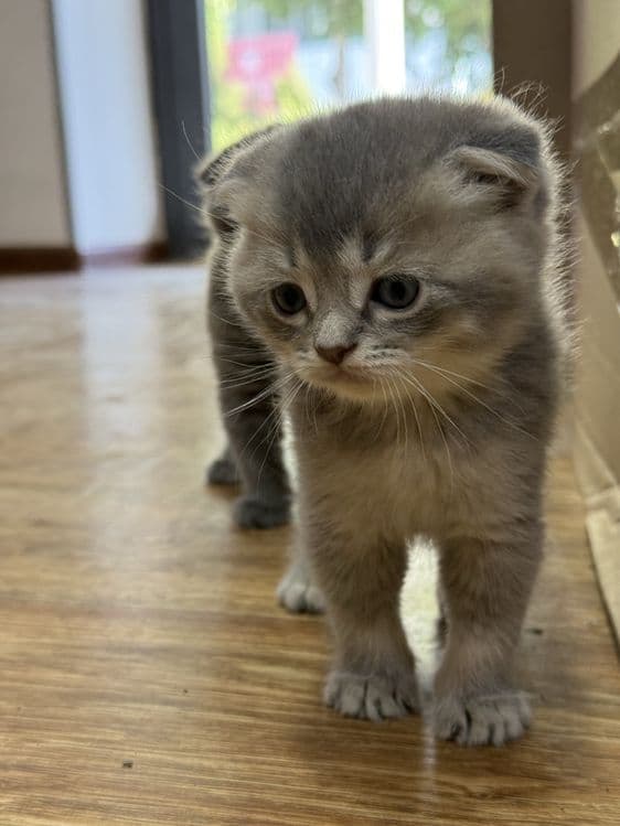 Mushuk scottish fold — 2