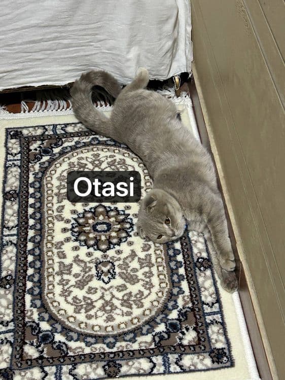 Mushuk scottish fold — 3