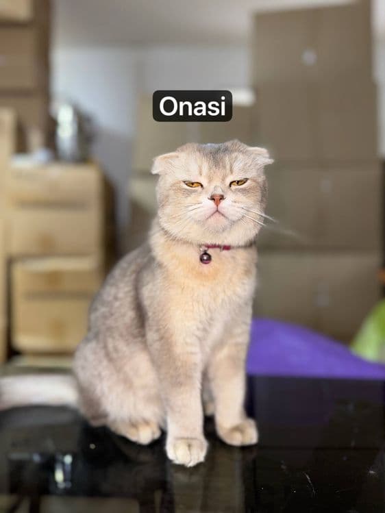 Mushuk scottish fold — 4