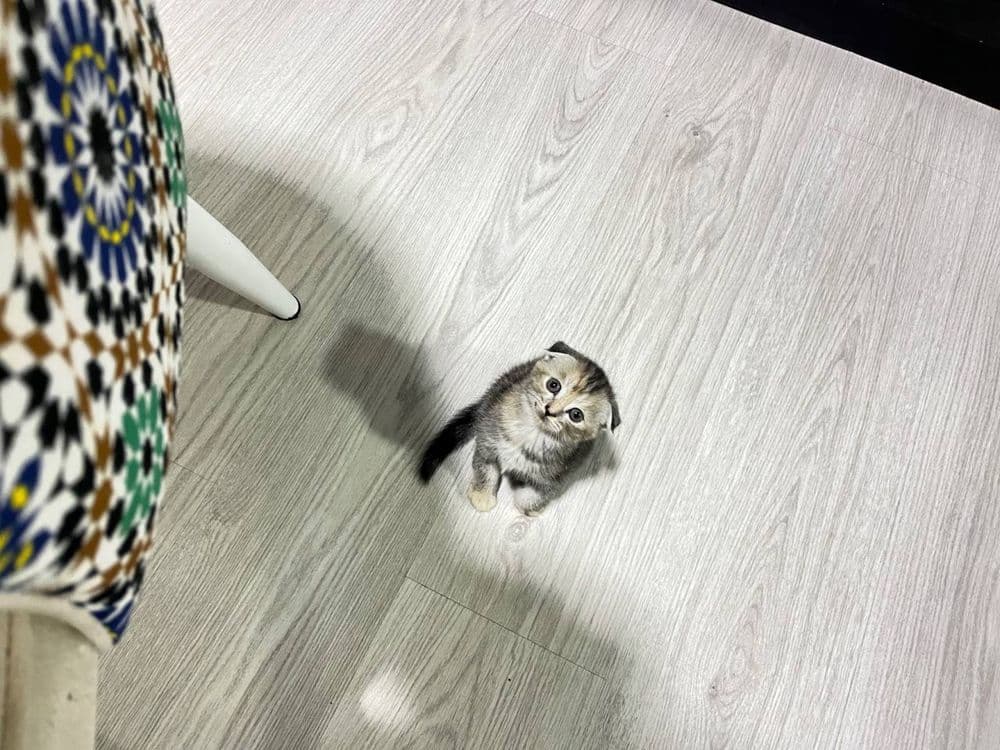 скотиш фолд мушуги — 2