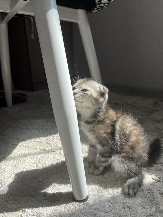 скотиш фолд мушуги — 3