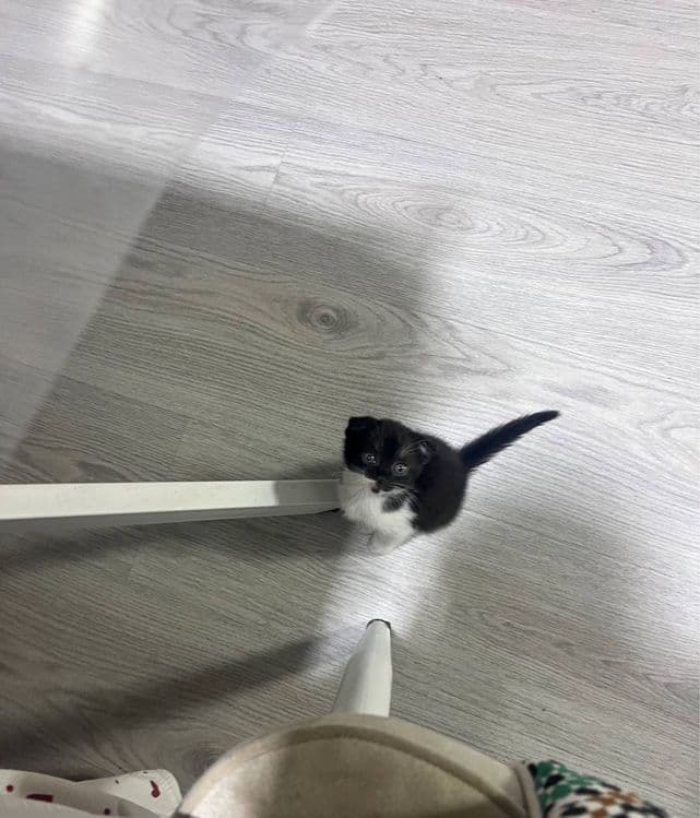 скотиш фолд мушуги — 4