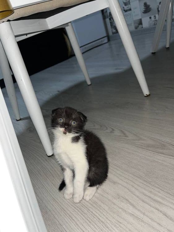скотиш фолд мушуги — 5
