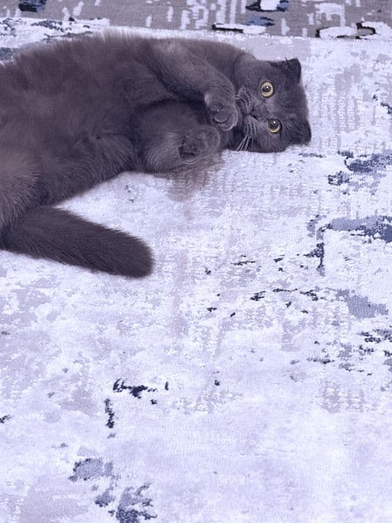 Scottish Fold mushuk sotiladi (qiz bola, 1 yosh) — 1