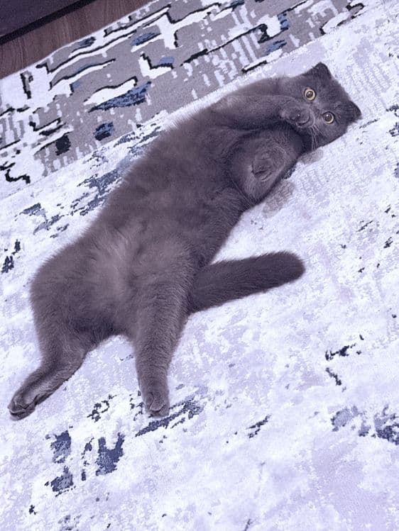 Scottish Fold mushuk sotiladi (qiz bola, 1 yosh) — 2