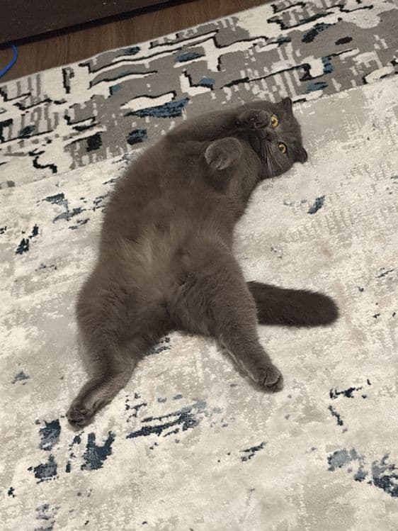 Scottish Fold mushuk sotiladi (qiz bola, 1 yosh) — 3