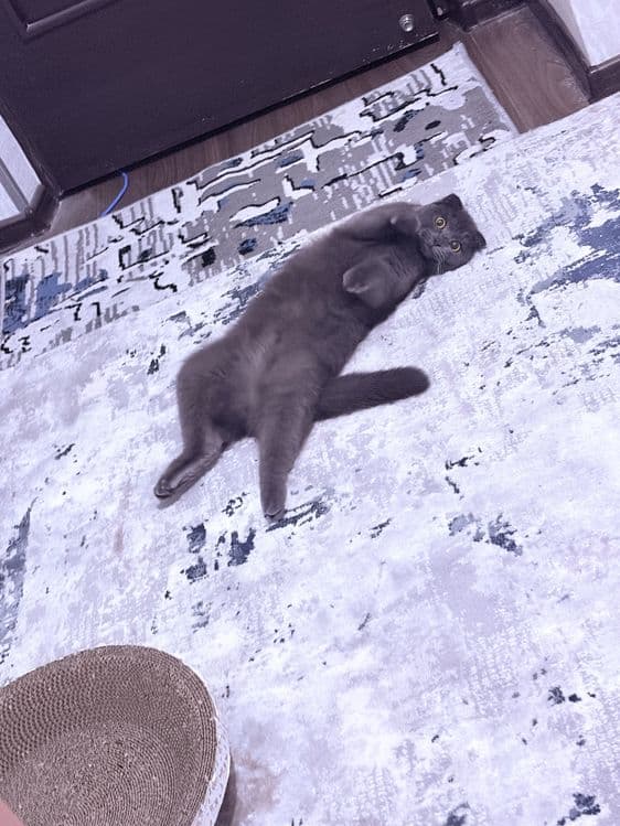 Scottish Fold mushuk sotiladi (qiz bola, 1 yosh) — 4