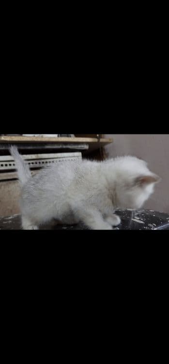 Зотдор чиройли мушукчалар — 3