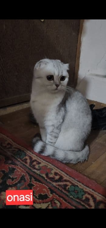 Зотдор чиройли мушукчалар — 5