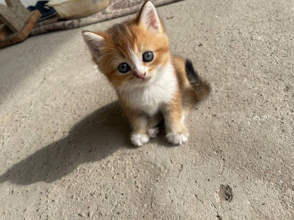 Mushuklar sotiladi — 2