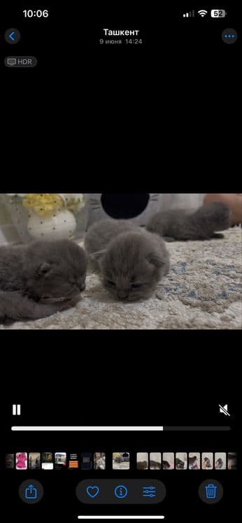 Шотландская вислоухая кошка — 2