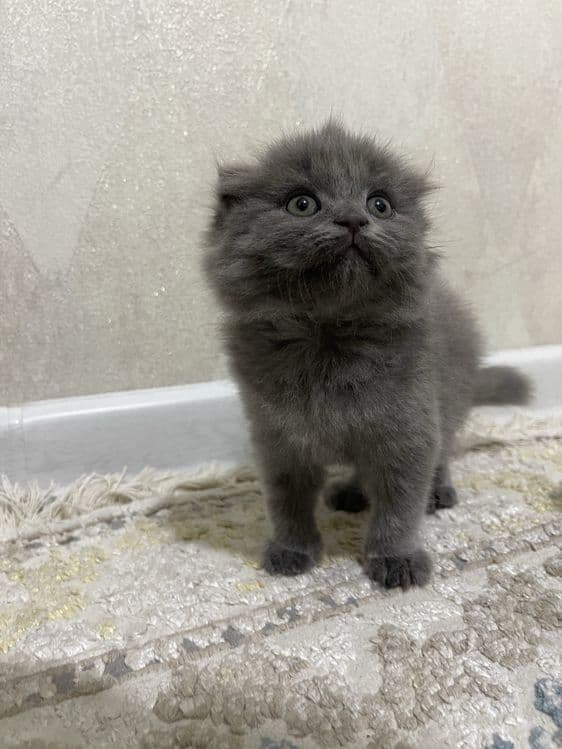 Шотландская вислоухая кошка — 3