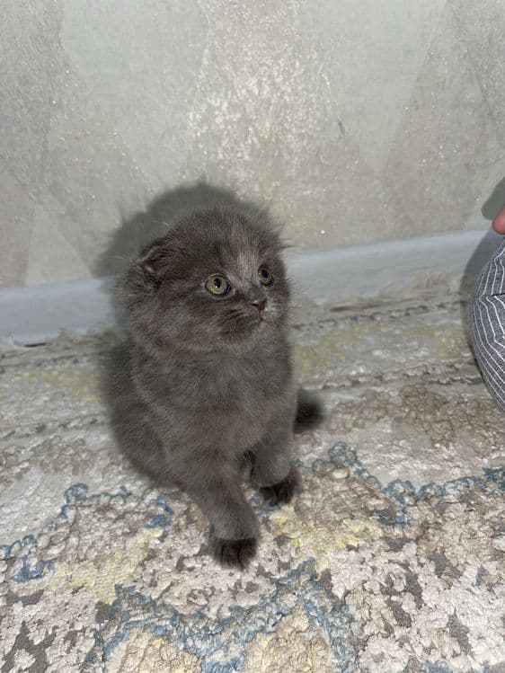 Шотландская вислоухая кошка — 4