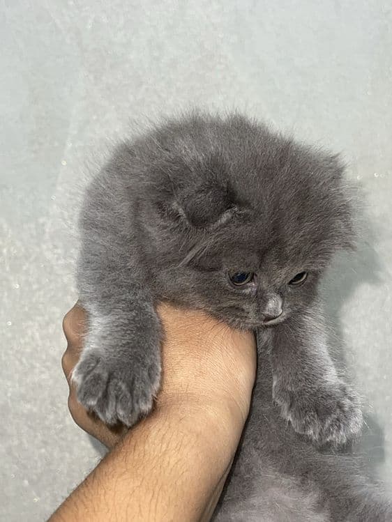 Шотландская вислоухая кошка — 5