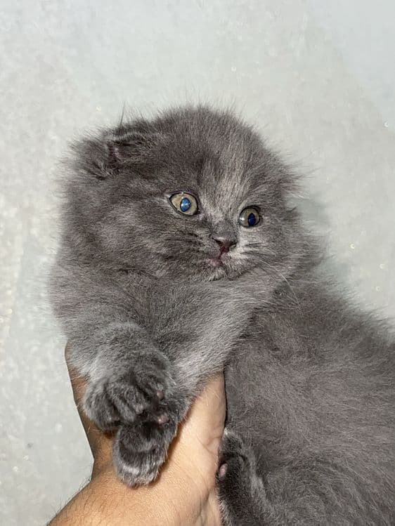 Шотландская вислоухая кошка — 7