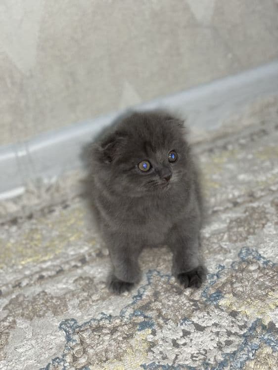 Шотландская вислоухая кошка — 8
